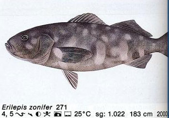 Erilepis zonifer